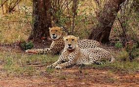 Photo of मप्रः गांधी सागर अभयारण्य बनेगा चीतों का नया आशियाना, मुख्यमंत्री आज छोड़ेंगे दो चीते