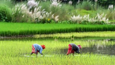 Photo of कृषि और ग्रामीण श्रमिकों को मार्च में महंगाई का बोझ कम होने से राहत