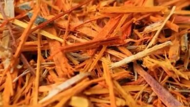 Photo of महिलाओं की खास सहेली है ‘साप्पन की लकड़ी’, एक-दो नहीं कई मर्ज की दवा