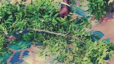 Photo of नीम की पत्ती ही नहीं, फूल भी है औषधीय गुणों का खजाना, हीटवेव हो या अपच, मिलती है चुटकियों में राहत