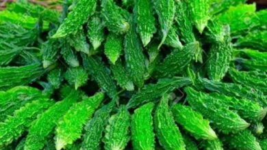 Photo of Health Tips: गर्मियों में करेला के साथ भूलकर भी न खाएं ये चीजें, बढ़ सकती हैं परेशानियां