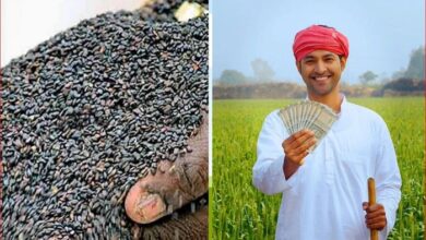 Photo of 9846 रुपये प्रति कुन्तल है तिल का न्यूनतम समर्थन मूल्य
