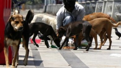 Photo of दिल्ली-एनसीआर में आवारा कुत्तों के पुनर्वास पर सुप्रीम कोर्ट आज सुनाएगा फैसला