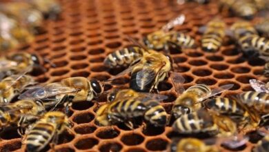 Photo of मीठी क्रांति (स्वीट रिवोल्यूशन) की राह पर चलता भारत