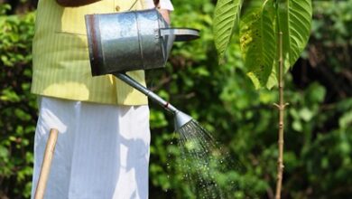 Photo of प्रधानमंत्री ने जन्मदिन पर किंग चार्ल्स से उपहार में मिला कदंब का पौधा रोपा