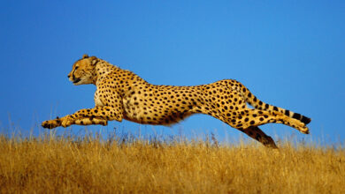 Photo of दमोह-रानीदुर्गावती टाईगर अभ्यारण में चीतों को बसाने की तैयारी