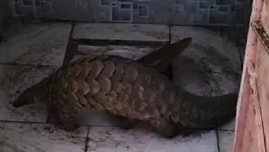 Photo of मप्र के रतलाम में मिला दुर्लभ जीव पैंगोलिन, वन विभाग ने किया रेस्क्यू