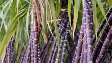 Photo of छठ मईया का सबसे प्रिय फल है गन्ना, इस महाप्रसाद के फायदे जानकर आप नहीं करेंगे यकीन