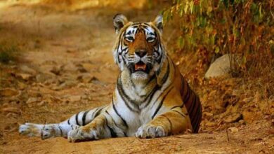 Photo of मध्य प्रदेश से छत्तीसगढ़ लाए जाएंगे 6 बाघ, ट्रांसलोकेशन की तैयारी