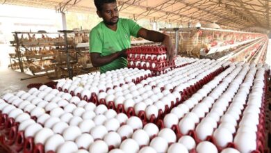 Photo of अंडा नगरी नमक्कल में 55 साल में सबसे उच्च कीमत पर बिक रहा अंडा