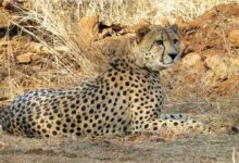 Photo of मुख्यमंत्री डॉ. यादव आज कूनो राष्ट्रीय उद्यान के जंगल में 3 चीतों को करेंगे रिलीज