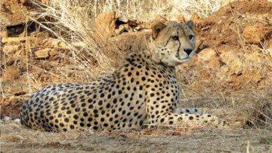 Photo of मुख्यमंत्री डॉ. यादव आज कूनो राष्ट्रीय उद्यान के जंगल में 3 चीतों को करेंगे रिलीज