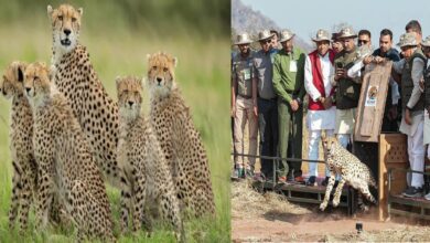 Photo of वार्ष‍िकी 2025 : मध्य प्रदेश में चीते की वापसी ने लिखी वन संरक्षण की नई कहानी