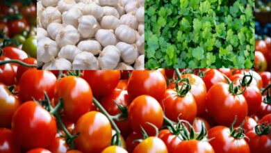 Photo of वार्ष‍िकी 2025 : मप्र में खेती बनी ग्रामीण अर्थव्यवस्था की रीढ़, टमाटर कर रहा किसानों को समृद्ध