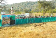 Photo of मप्र की समृद्ध वन संपदा में चीता मुकुटमणि और कोहिनूर के समान : माेहन यादव