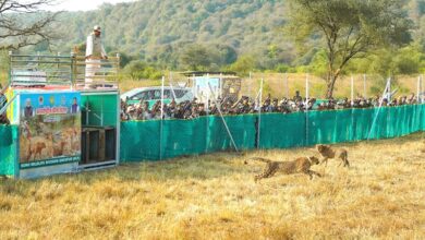 Photo of मप्र की समृद्ध वन संपदा में चीता मुकुटमणि और कोहिनूर के समान : माेहन यादव