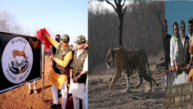 Photo of वर्ष 2025 में मिला मध्य प्रदेश को नया टाइगर रिजर्व, अब संख्या हुई नौ