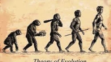 Photo of स्कूल पाठ्यक्रम में अभी भी शामिल है डार्विन का विकासवाद का सिद्धांत : प्रधान