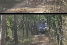 Photo of मप्र के पेंच टाइगर रिजर्व में खुशखबरी, बाघिन ‘जुगनी’ ने खवासा बफर में पाँच शावकों को दिया जन्म