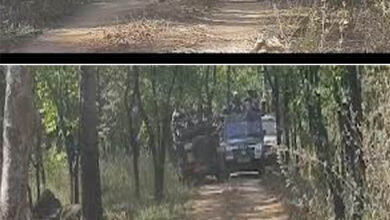 Photo of मप्र के पेंच टाइगर रिजर्व में खुशखबरी, बाघिन ‘जुगनी’ ने खवासा बफर में पाँच शावकों को दिया जन्म