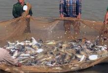 Photo of केन्द्र सरकार बुधवार को मत्स्य पालन गोलमेज सम्मेलन का करेगी आयोजन