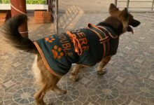 Photo of ‘कुत्तों का दिमाग नहीं पढ़ सकते कि कब काटेगा’, स्ट्रीट डॉग पर सुनवाई के दौरान बोला सुप्रीम कोर्ट