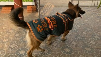 Photo of ‘कुत्तों का दिमाग नहीं पढ़ सकते कि कब काटेगा’, स्ट्रीट डॉग पर सुनवाई के दौरान बोला सुप्रीम कोर्ट