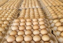 Photo of अंडा उत्पादन में राज्यों की होड़: कौन आगे, कौन पीछे? टॉप 10 में नंबर 1 कौन