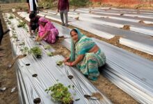 Photo of गांव में स्ट्रॉबेरी, ड्रैगनफ्रूट और रागी से तीन लाख तक कमा रहीं इटावा की मंत्रवती शाक्य
