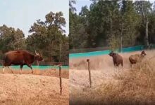 Photo of मप्र के बांधवगढ़ टाइगर रिजर्व में बढ़ी भारतीय गौर की संख्या, सतपुड़ा से 6 गौरों को सुरक्षित छोड़ा गया