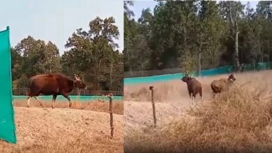 Photo of मप्र के बांधवगढ़ टाइगर रिजर्व में बढ़ी भारतीय गौर की संख्या, सतपुड़ा से 6 गौरों को सुरक्षित छोड़ा गया