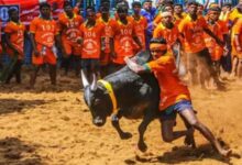 Photo of पोंगल उत्सव: मदुरै में जल्लीकट्टू प्रतियोगिता की जोरदार तैयारी, मुख्यमंत्री स्टालिन भी होंगे शामिल