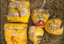 Photo of भारत-पाकिस्तान सीमा से करीब 100 करोड़ की हेरोइन बरामद, चार सौदागर गिरफ्तार