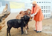 Photo of गौसेवा में समर्पित योगी सरकार, प्रदेश के 4366 गौ-आश्रय स्थलों पर सुदृढ़ निगरानी