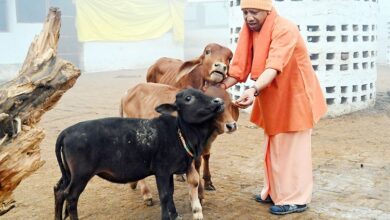 Photo of गौसेवा में समर्पित योगी सरकार, प्रदेश के 4366 गौ-आश्रय स्थलों पर सुदृढ़ निगरानी