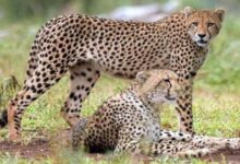 Photo of बोत्स्वाना से 28 फरवरी को मध्य प्रदेश आएंगे आठ चीते