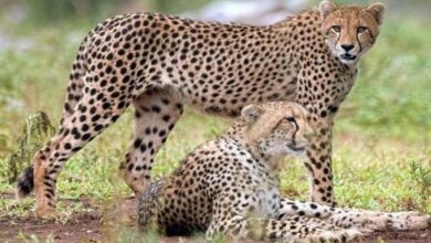 Photo of बोत्स्वाना से 28 फरवरी को मध्य प्रदेश आएंगे आठ चीते