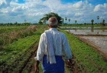 Photo of सबसे पहले यूपी में लागू हुई कार्बन क्रेडिट फाइनेंस स्कीम, किसानों को मिलेगा बड़ा लाभ