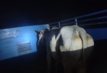 Photo of पुलिस मुठभेड़ में गौकशी गिरोह के दो सदस्य घायल