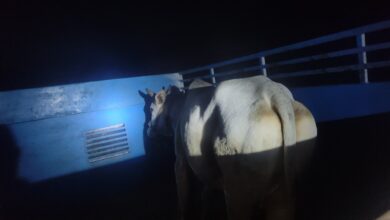 Photo of पुलिस मुठभेड़ में गौकशी गिरोह के दो सदस्य घायल