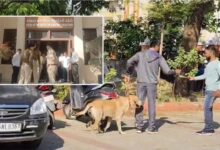 Photo of गुजरात के 33 स्कूलों को बम से उड़ाने की धमकी से हड़कंप, जांच शुरू