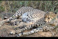 Photo of मध्य प्रदेश के कूनो राष्ट्रीय उद्यान में दक्षिण अफ्रीका से लाई गई गामिनी के घर गूंजी किलकारी, तीन चीता शावक जन्मे