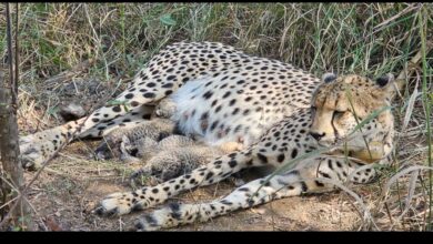Photo of मध्य प्रदेश के कूनो राष्ट्रीय उद्यान में दक्षिण अफ्रीका से लाई गई गामिनी के घर गूंजी किलकारी, तीन चीता शावक जन्मे
