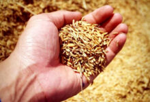 Photo of उत्तर प्रदेश में नकली बीजों को बेचने वालों पर नकेल कसने की तैयारी 