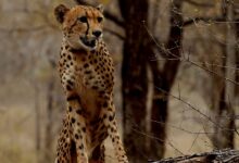 Photo of कूनो राष्ट्रीय उद्यान में जन्मी चीता ‘मुखी’ का तीसरा जन्म-दिन गौरव का क्षण : डॉ. मोहन यादव