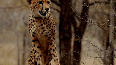 Photo of कूनो राष्ट्रीय उद्यान में जन्मी चीता ‘मुखी’ का तीसरा जन्म-दिन गौरव का क्षण : डॉ. मोहन यादव