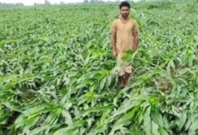 Photo of टोल-फ्री नंबर 14447 पर दें फसल के नुकसान की जानकारी