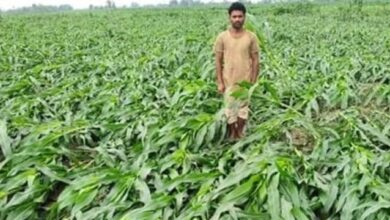 Photo of टोल-फ्री नंबर 14447 पर दें फसल के नुकसान की जानकारी