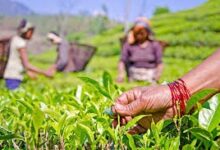 Photo of भारत के चाय के आयात के नए नियम से प्रभावित होंगे नेपाली निर्यातक