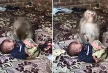 Photo of मुजफ्फरनगर में दिल दहला देने वाली घटना